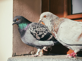 Pigeons with injured paws are sitting on the windowsill