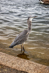 great blue heron