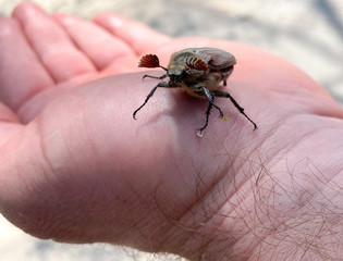 A close-up of an insect, a large beetle that sits on a man’s hand.