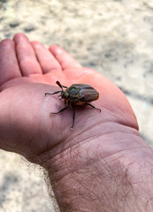 A close-up of an insect, a large beetle that sits on a man’s hand.