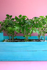 Fototapeta na wymiar Cultivation of tomato seedlings.Green plants in a blue wooden box, pink background . 