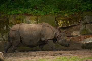 Naklejka premium 15.03.2019. Germany, Berlin. Zoologischer Garten. Adult and small hippopotamus walk through the teritorry and eat.