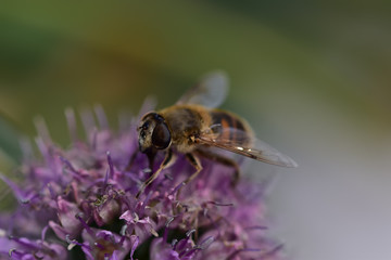 Little winged bee on a purple burdock flower in a field