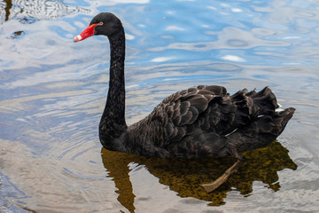 black swan on the lake