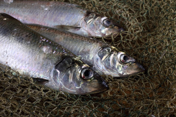 Herring on net