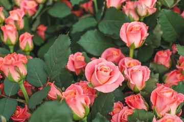 Rose Miss Piggy Bush Background