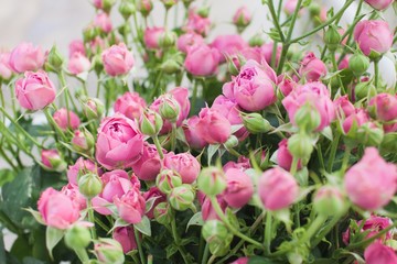 Misty roses bush background