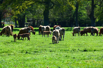 Troupeau de vaches