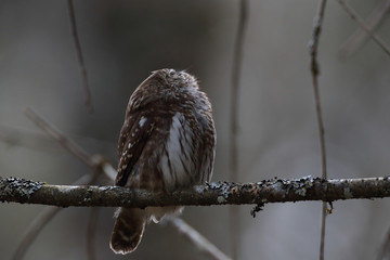 Eurasian pygmy owl (Glaucidium passerinum) Swabian Jura Germany