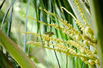 Brown throated sunbird, female, Bird feeding nectar on the flowers of coconut tree. © konjaunt