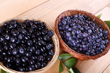 Blueberry harvest. Different varieties - Vaccinium corymbosum and Vaccinium uliginosum.