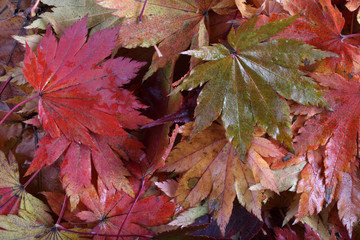 Autumn leaves background