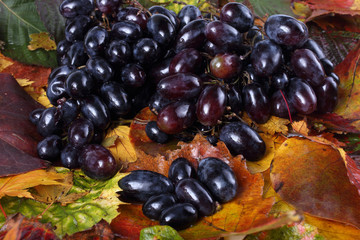 Black grape on autumn leaves