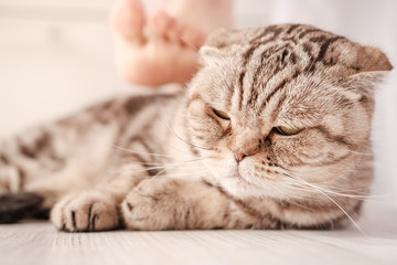 Cat is depressed, pensive lies on the floor, against the background of the owner foot, with which he wants to stroke his upset pet.