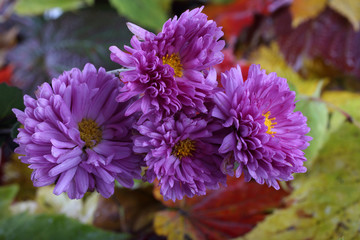 Chrysanthemums and autumn leaves