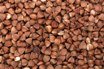 Dry buckwheat in daylight close-up