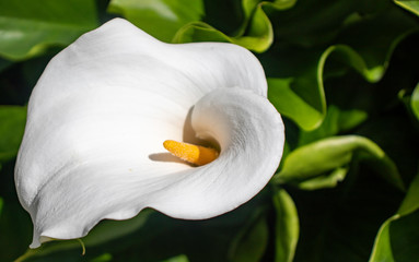 white calla lily