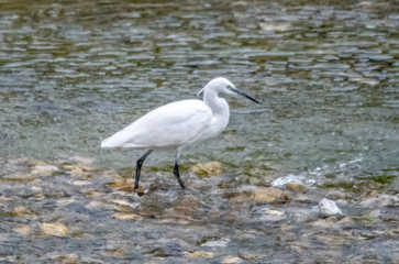 Aigrette dans la rivière