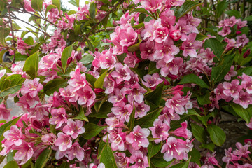 Pink flowers on a Weigela flowering shrub in a residential garden.