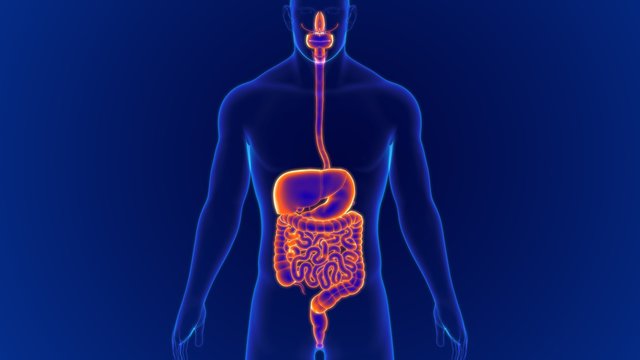 3D Illustration Human Digestive System Anatomy