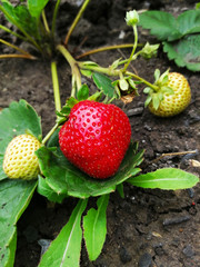Bright red large strawberry with leaves.