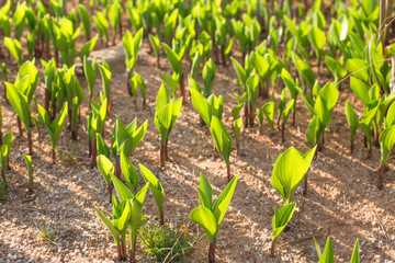 Green young sprouts. Fresh sprouts.