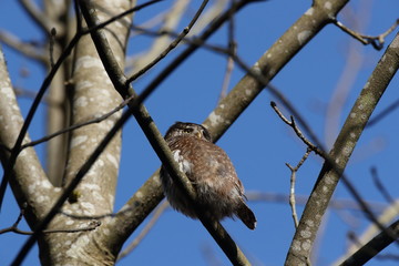 Eurasian pygmy owl (Glaucidium passerinum) Swabian Jura Germany
