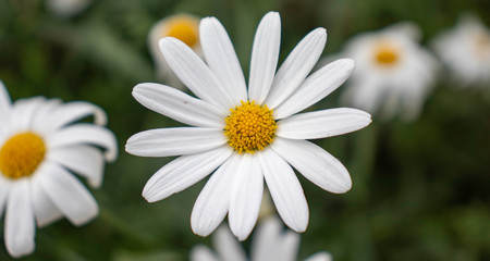 white daisy flower