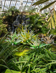 plants in a greenhouse in Kew Gardens