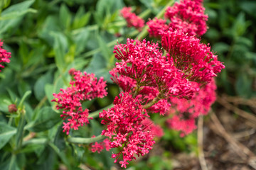 Centranthus Ruber, also known as Valerian. Valerian is a herb that can be used as a herbal remedy for insomnia.