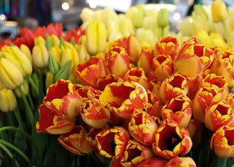 Yellow and Orange Tulips