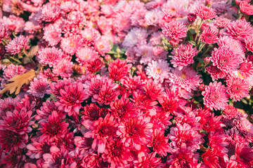 chrysanthemum flowers autumn purple in the garden