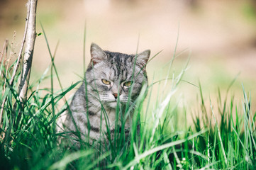 Naklejka na ściany i meble grey cat on a green grass
