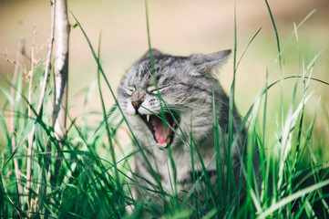 grey cat on a green grass