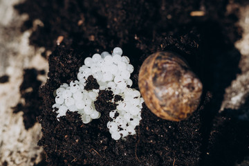 fresh snail caviar in black soil