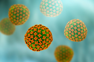Orthohantavirus that causes hantavirus hemorrhagic fever with renal syndrome