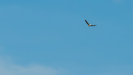 eagle in flight