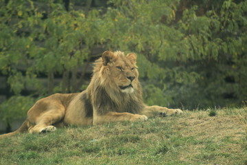 lion in the zoo