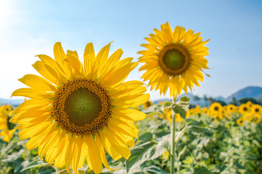 sunflower field with blue sky © Richard.LIM