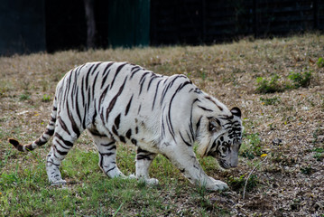 Plakat White Bengal Tiger, zoo. The white tiger or bleached tiger is a pigmentation variant of the Bengal tiger. 