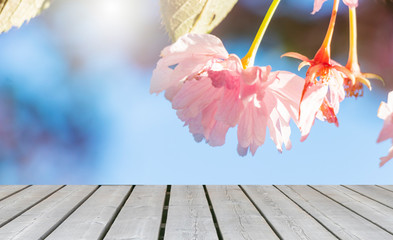 Beautiful image of Sakura pink flowers in spring season with sun light bokeh background and wooden board for text. 