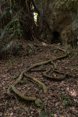 ガジュマルの木の根が地面を這っている