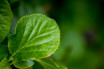 Isolated green serrated leaf from a creeper plant. Featuring a lush green texture with some of the...