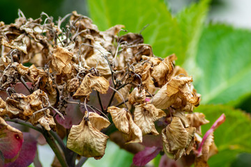A hydrangea featuring a dead and brown dried out flower head, taken on a bright day.