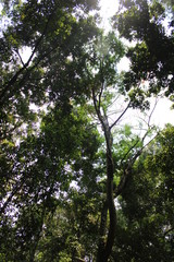 tropical forest trees