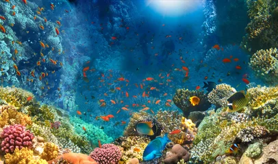 Wall murals Coral reefs Group of scuba divers exploring coral reef. Underwater sports and tropical vacation concept