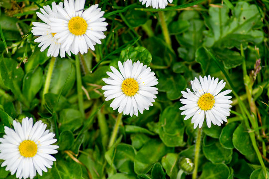 Image capturing five daisies in open bloom with their green leaves and grass blurred in the background.  Taken on a spring afternoon.