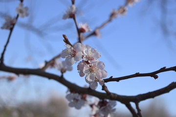 almond tree blossom