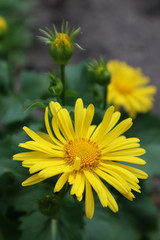 Yellow daisy flowers in the garden.