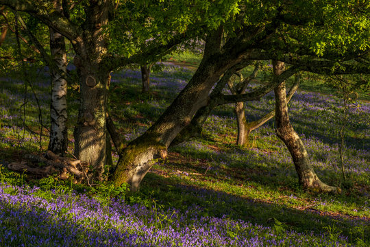 Walk around Benbow Pond, and Cowdray golf coarse in the Southdown National Park